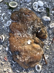 Aplidium stellatum