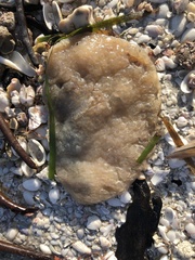 Aplidium stellatum