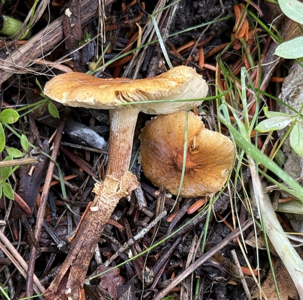 Cystoderma carcharias fallax from Boise County, ID, USA on October 11 ...