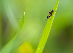 Conocephalus nigropleurum