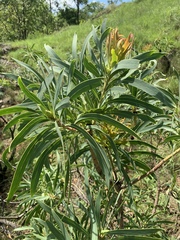 Protea caffra falcata
