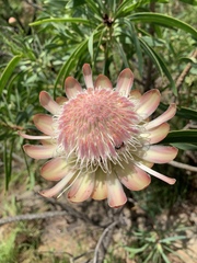 Protea caffra falcata