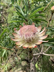 Protea caffra falcata