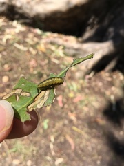 Gonipterus platensis