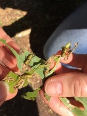 Gonipterus platensis