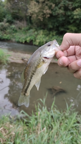 Micropterus nigricans