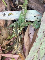 Gonipterus platensis