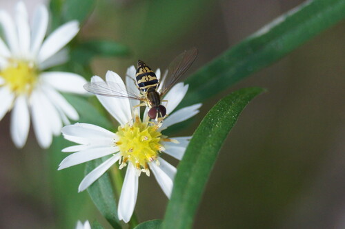 Unknown species found near Palmer Arboretum, 473 Brinton Lake Rd, Thornton, PA 19373, USA