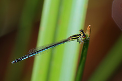 Agriocnemis nana