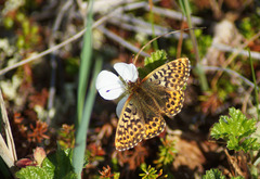 Boloria polaris