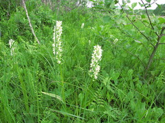 Dactylorhiza incarnata ochroleuca