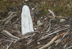 Charadrius hiaticula