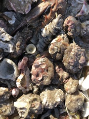 Molgula occidentalis