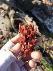 Clathria