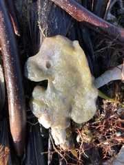 Aplidium stellatum