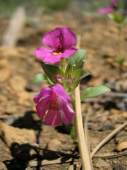 Diplacus deschutesensis