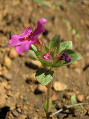 Diplacus deschutesensis