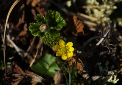 Ranunculus lapponicus