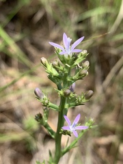 Wahlenbergia huttonii