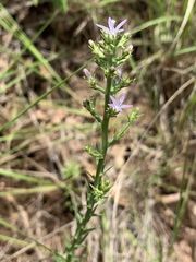 Wahlenbergia huttonii