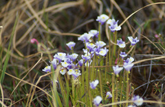 Pinguicula spathulata