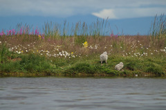 Larus hyperboreus