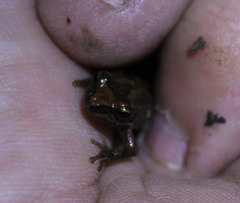 Pseudacris hypochondriaca