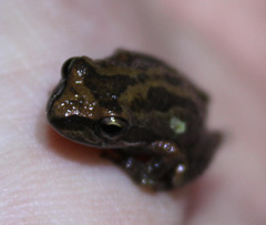 Pseudacris hypochondriaca
