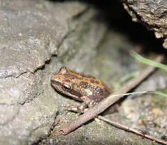 Pseudacris hypochondriaca