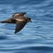 Least Storm-Petrel - Photo (c) Antonio Robles, some rights reserved (CC BY-NC-SA), uploaded by Antonio Robles