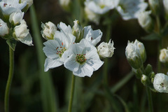 Cerastium maximum