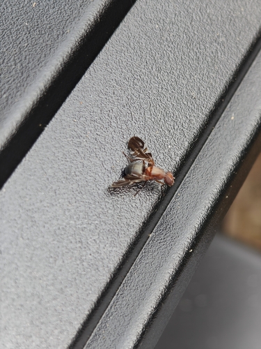 Unknown species found near Pleasant Township, OH, USA