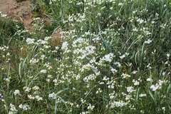 Cerastium maximum