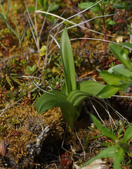 Veratrum oxysepalum