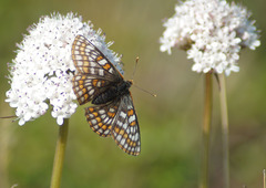Euphydryas iduna
