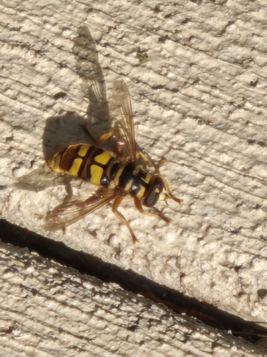 Unknown species found near Pleasant Township, OH, USA