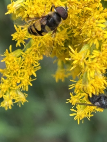 Unknown species found near Fresh Pond Path, Cambridge, MA, US