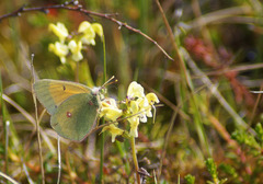 Colias hecla