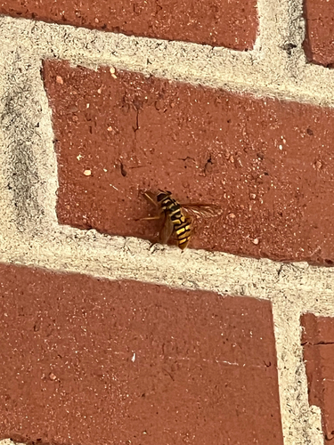 Unknown species found near Kinhawk Dr, Nashville, TN, US