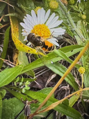 Unknown species found near Victory Blvd, New York, NY, US