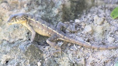 Sceloporus utiformis