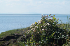 Spiraea beauverdiana