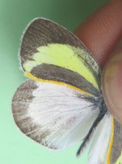 Eurema daira eugenia