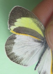 Eurema daira eugenia