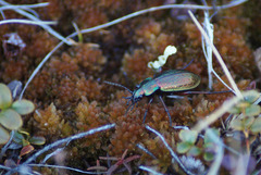 Carabus truncaticollis
