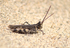 Psinidia fenestralis