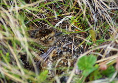 Calidris alpina
