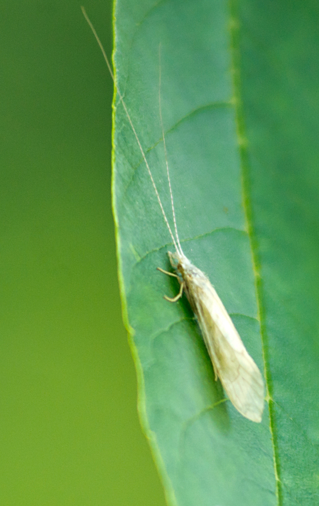 Nectopsyche albida