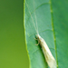 Nectopsyche albida - Photo (c) psweet, algunos derechos reservados (CC BY-SA), subido por psweet