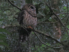 Strix fulvescens